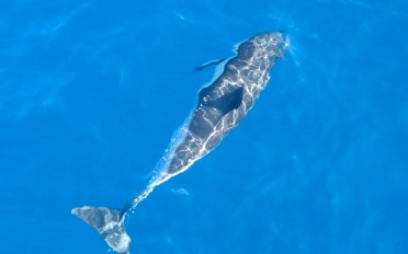 Immer wieder spielen Delfine um uns herum