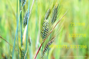 Zahlenreihen für die Natur