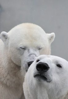 Zahlenreihen Eisbaeren 61